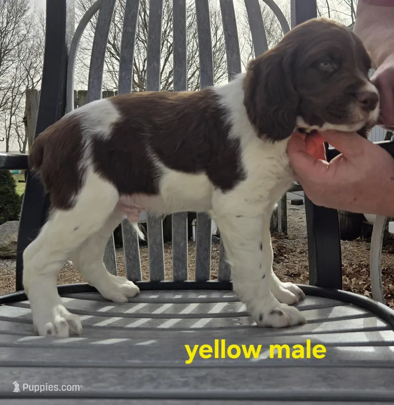 Yellow Boy M
