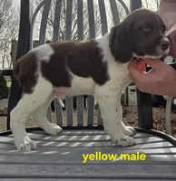 Yellow Boy M, a male Brittany for sale in Arthur, IL – Photo 1 of 4