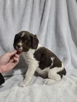 Yellow Boy M, a male Brittany for sale in Arthur, IL – Photo 3 of 4