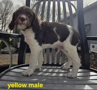 Yellow Boy M, a male Brittany for sale in Arthur, IL – Photo 2 of 4