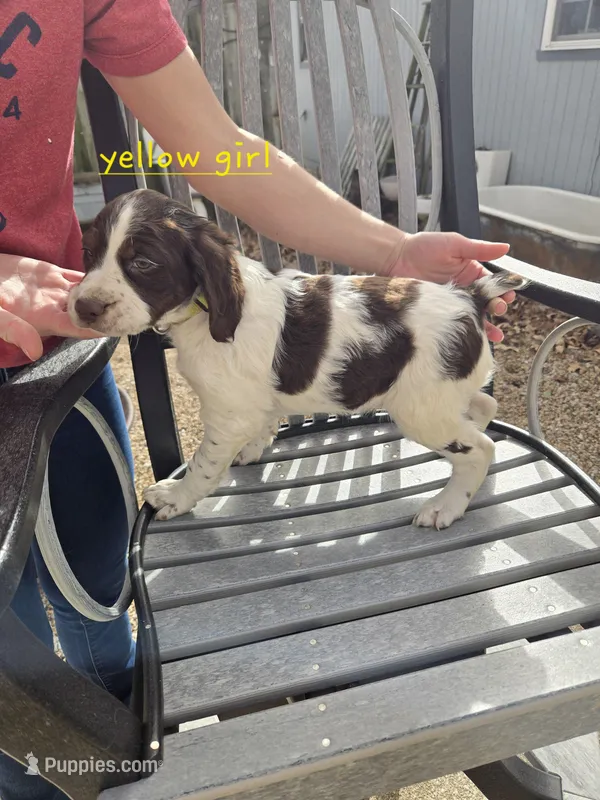 Yellow Girl R, a female Brittany for sale in Arthur, IL – Photo 1 of 4