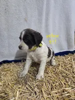Yellow Girl R, a female Brittany for sale in Arthur, IL – Photo 3 of 4
