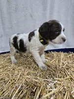 Yellow Girl R, a female Brittany for sale in Arthur, IL – Photo 4 of 4