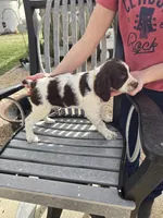Yellow Girl R, a female Brittany for sale in Arthur, IL – Photo 2 of 4