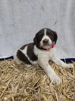 Pink Girl R, a female Brittany for sale in Arthur, IL – Photo 2 of 2