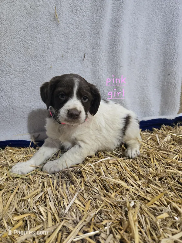 Pink Girl R, a female Brittany for sale in Arthur, IL – Photo 1 of 2