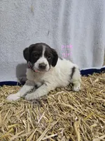 Pink Girl R, a female Brittany for sale in Arthur, IL – Photo 1 of 2
