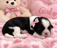 Spots, a female Shih Tzu for sale in Winter Haven, FL – 1 of 1