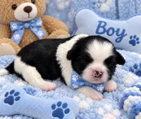 Oreo, a male Shih Tzu for sale in Winter Haven, FL – 1 of 1