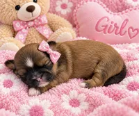 Cookie, a female Shih Tzu for sale in Winter Haven, FL – 1 of 1