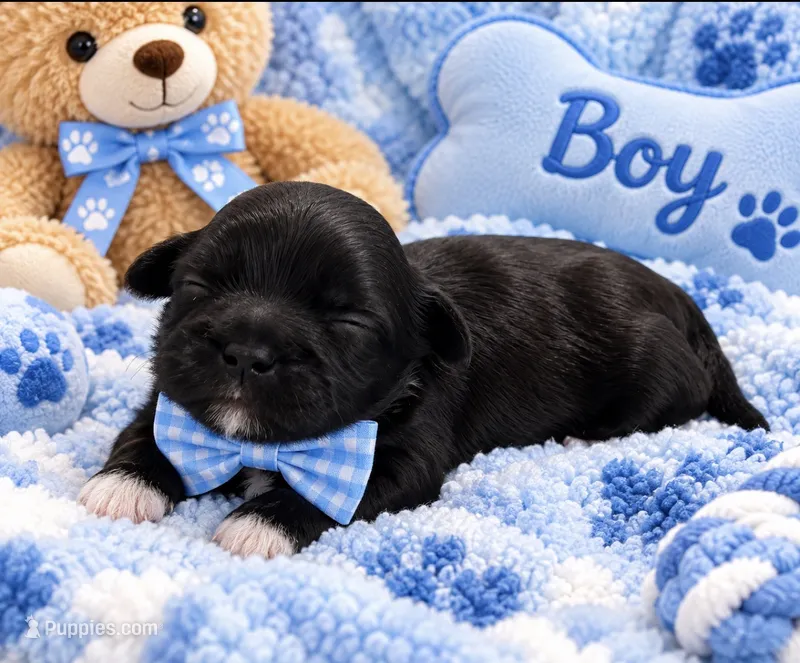 Spark – Shih Tzu puppy for sale in Winter Haven, FL