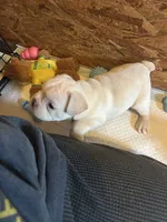 Fireball , a male French Bulldog for sale in Waddy, KY – 5 of 7