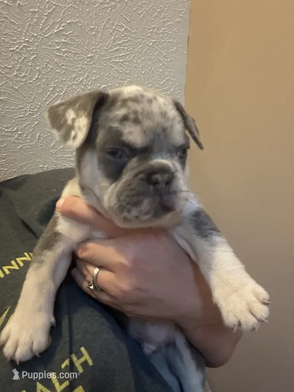 Hunter – French Bulldog puppy for sale in Waddy, KY