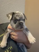 Hunter, a male French Bulldog for sale in Waddy, KY – 1 of 6