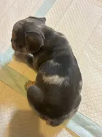 Hunter, a male French Bulldog for sale in Waddy, KY – 2 of 6