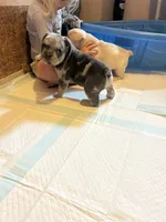 Hunter, a male French Bulldog for sale in Waddy, KY – 4 of 6