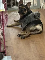 Skyline , a male French Bulldog for sale in Waddy, KY – 2 of 5