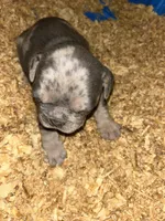 Skyline , a male French Bulldog for sale in Waddy, KY – 3 of 5