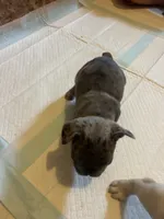 Skyline , a male French Bulldog for sale in Waddy, KY – 4 of 5