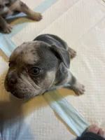 Hunter, a male French Bulldog for sale in Waddy, KY – 5 of 6