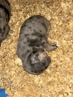 Skyline , a male French Bulldog for sale in Waddy, KY – 5 of 5
