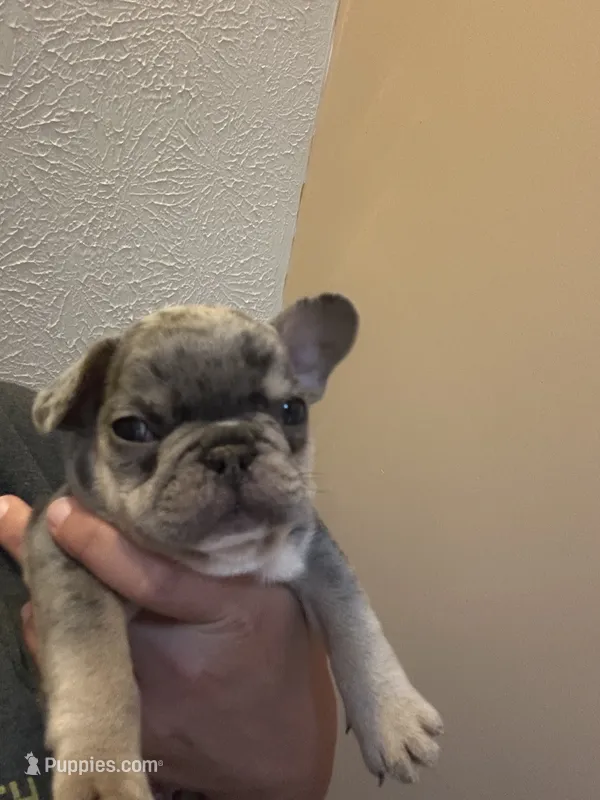 Skyline  – French Bulldog puppy for sale in Waddy, KY