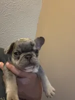 Skyline , a male French Bulldog for sale in Waddy, KY – 1 of 5