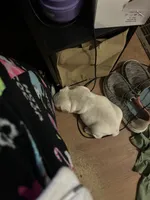 Fireball , a male French Bulldog for sale in Waddy, KY – 6 of 7
