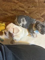 Fireball , a male French Bulldog for sale in Waddy, KY – 3 of 7