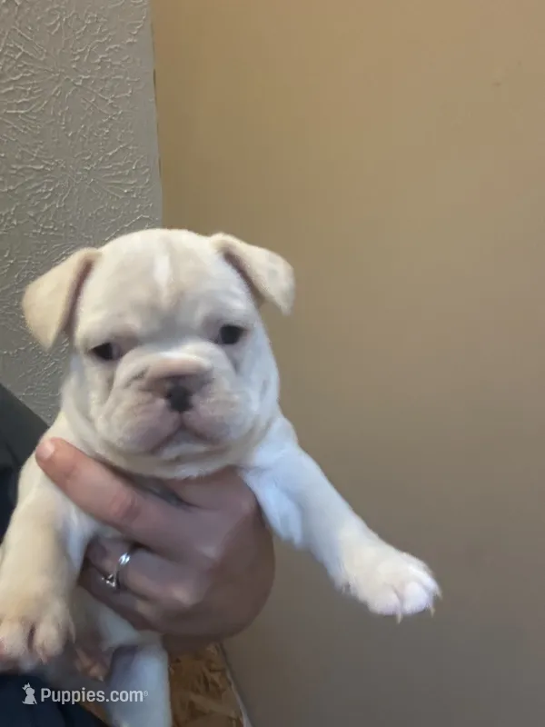 Fireball  – French Bulldog puppy for sale in Waddy, KY