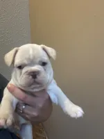 Fireball , a male French Bulldog for sale in Waddy, KY – 1 of 7