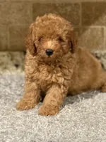 Baker, a male Poodle - Toy  for sale in Greenbrier, AR – 1 of 1