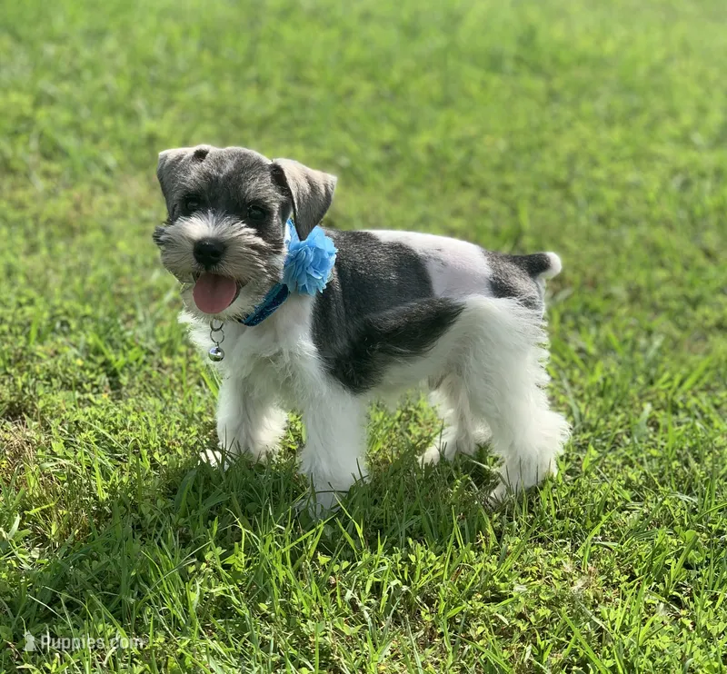 Timothy – Miniature Schnauzer puppy for sale in Greenbrier, AR
