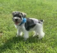 Timothy, a male Miniature Schnauzer for sale in Greenbrier, AR – 1 of 1