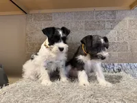 Simon, a male Miniature Schnauzer for sale in Greenbrier, AR – 1 of 1
