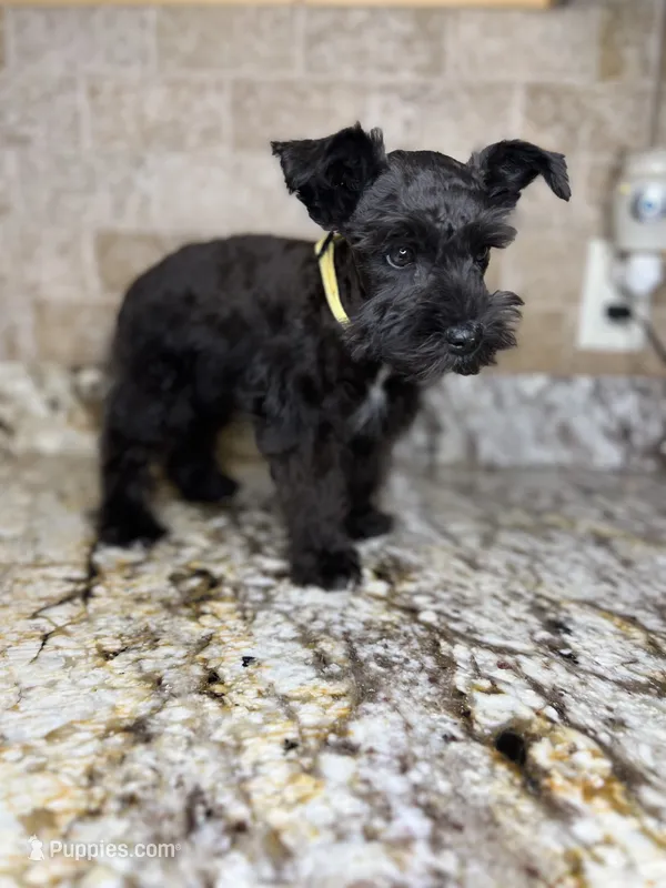 Batman – Miniature Schnauzer puppy for sale in Greenbrier, AR
