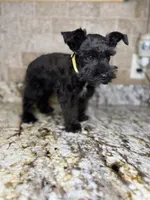 Batman, a male Miniature Schnauzer for sale in Greenbrier, AR – 1 of 1