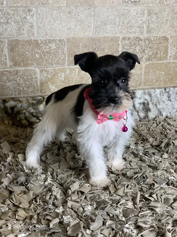Jasmine – Miniature Schnauzer puppy for sale in Greenbrier, AR