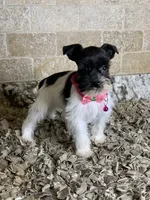 Jasmine, a female Miniature Schnauzer for sale in Greenbrier, AR – 1 of 1