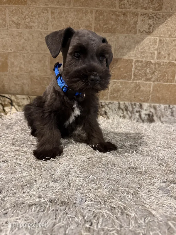 Koozie – Miniature Schnauzer puppy for sale in Greenbrier, AR