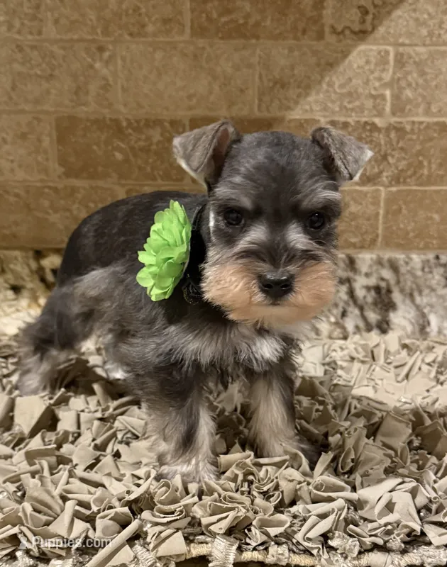 Hardy – Miniature Schnauzer puppy for sale in Greenbrier, AR