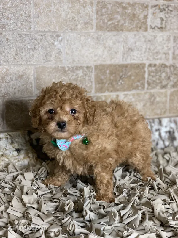 Polly – Poodle - Toy  puppy for sale in Greenbrier, AR