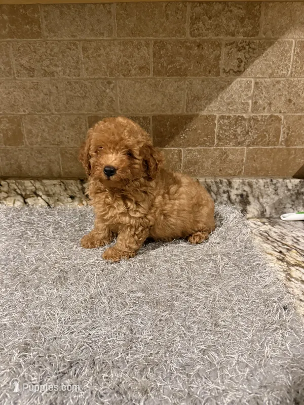 Sampson – Poodle - Toy  puppy for sale in Greenbrier, AR