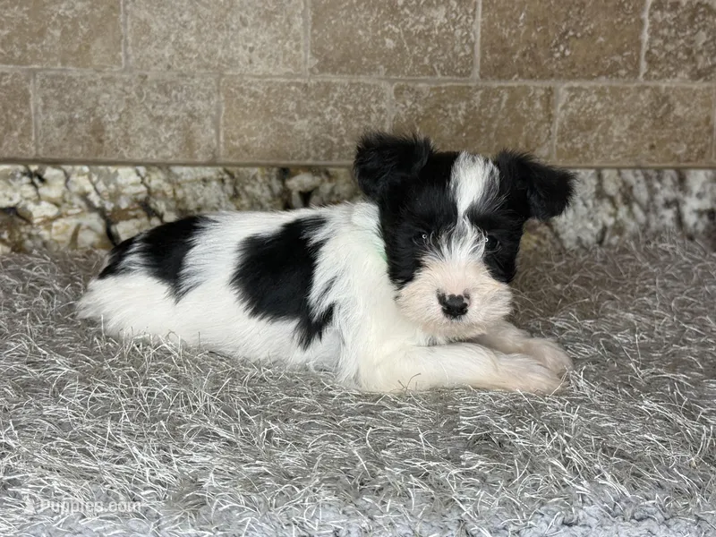 Simon – Miniature Schnauzer puppy for sale in Greenbrier, AR