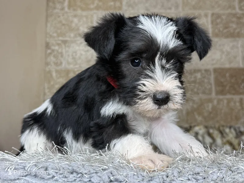 Lincoln, a male Miniature Schnauzer for sale in Greenbrier, AR – Photo 1 of 1