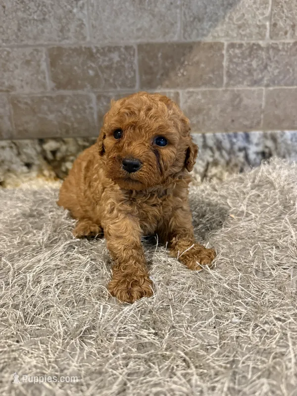 Chester – Poodle - Toy  puppy for sale in Greenbrier, AR