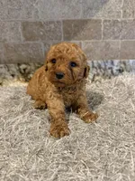 Chester, a male Poodle - Toy  for sale in Greenbrier, AR – 1 of 1
