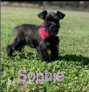 Sophia – Miniature Schnauzer puppy for sale in Greenbrier, AR