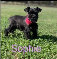 Sophia, a female Miniature Schnauzer for sale in Greenbrier, AR – 1 of 1