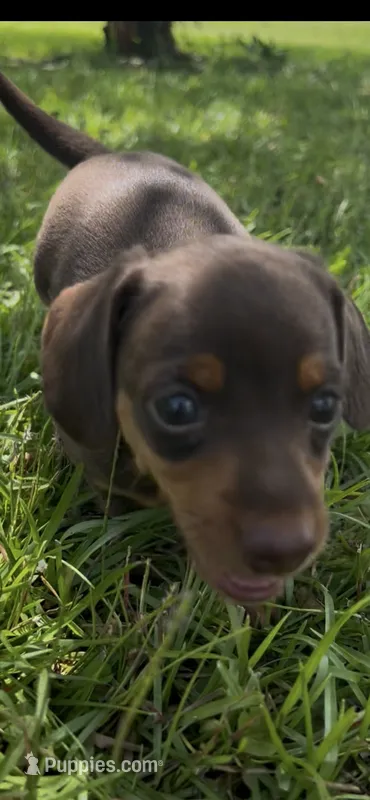 Miracle – Miniature Dachshund puppy for sale in Douglas, GA